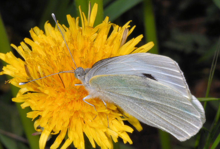 Pieris rapae show e sirfidi svolazzanti